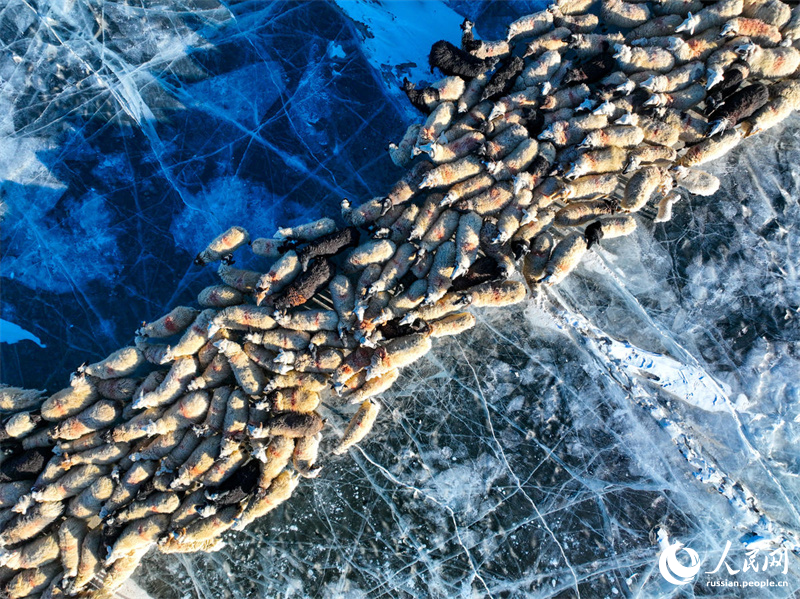 Впечатляющая сцена с «выпасом овец на ледяном озере» на высоте 5 тысяч метров над уровнем моря