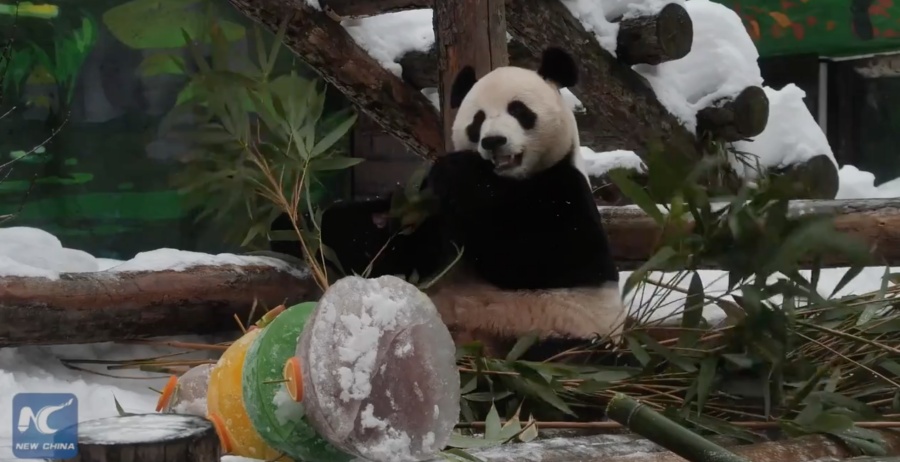 Большие панды в Московском зоопарке встретили китайский Новый год