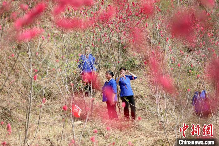 Розовое буйство: цветение персика в Гуанси