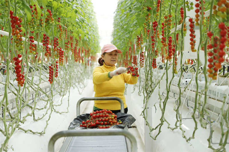 В «умной» теплице Наньчуна ежедневно собирают более 2 тонн помидоров