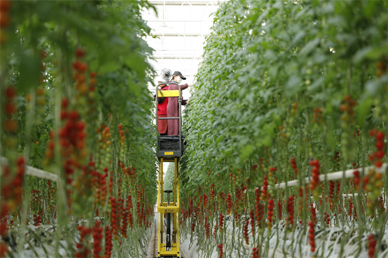 В «умной» теплице Наньчуна ежедневно собирают более 2 тонн помидоров