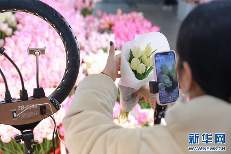 Свежесрезанные тюльпаны в провинции Цзянсу продаются по всему Китаю с помощью стриминга