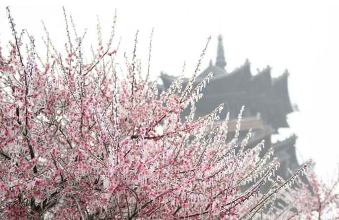 Ледяное чудо природы: деревья в Ханчжоу покрыла изморозь