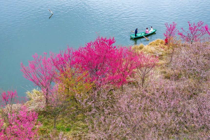 Цветение вишни на востоке Китая