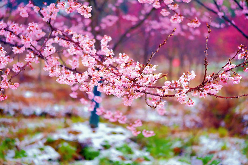 Цветение вишни на востоке Китая