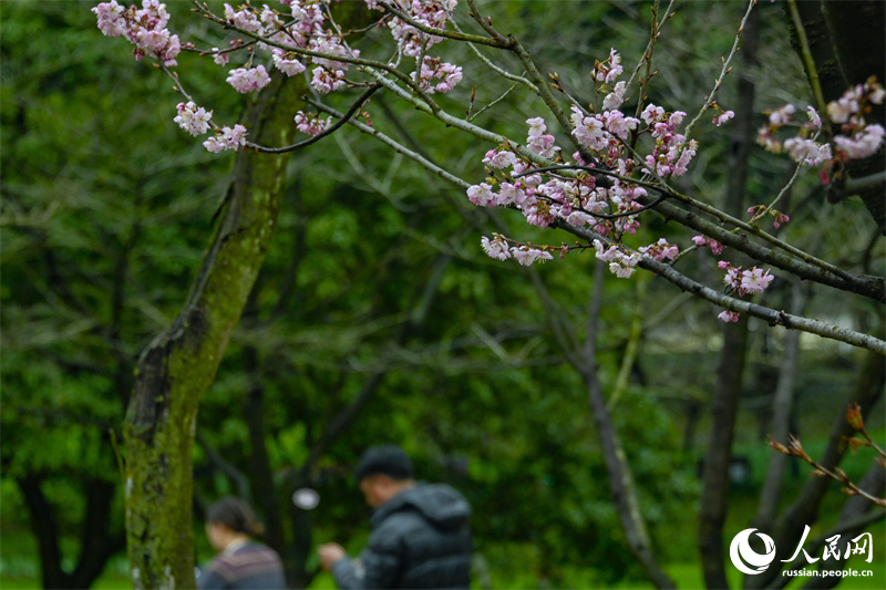 Весна пришла: в Ханчжоу зацвела вишня