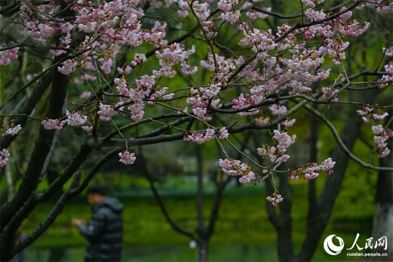 Весна пришла: в Ханчжоу зацвела вишня