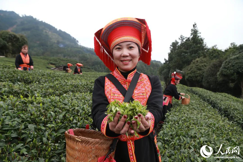 В Гуанси начался весенний сбор чая