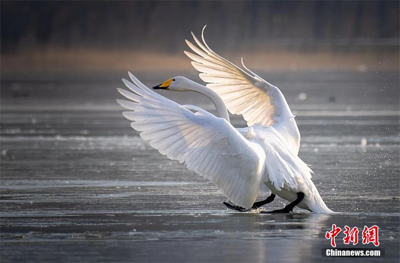Почти 10 тысяч лебедей-кликунов возвращаются в Сибирь после зимовки в Шаньси