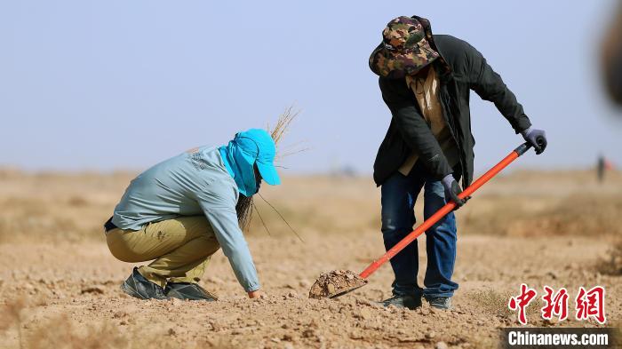 День древонасаждения в Ганьсу: волонтеры посадили растения для борьбы с опустыниванием