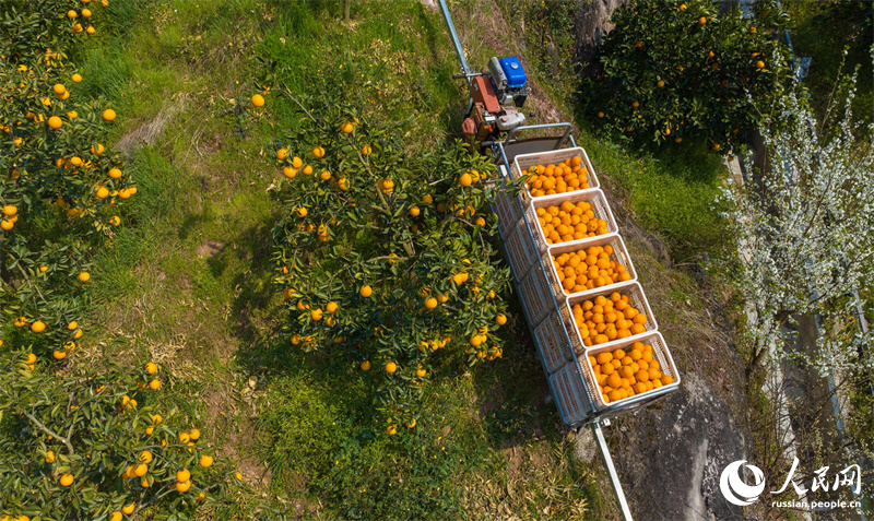 Современная сельхозтехника способствует возрождению производства фруктов в провинции Хубэй