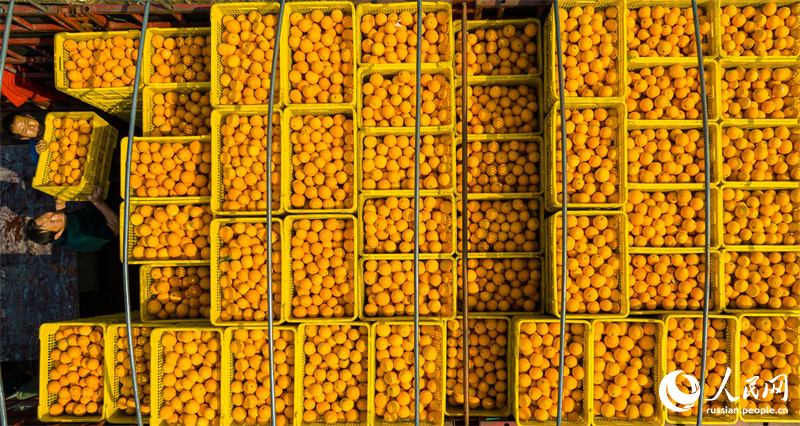 Современная сельхозтехника способствует возрождению производства фруктов в провинции Хубэй