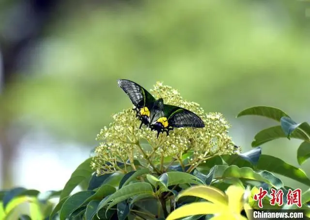 В китайской провинции Гуандун был опубликован региональный каталог видов насекомых