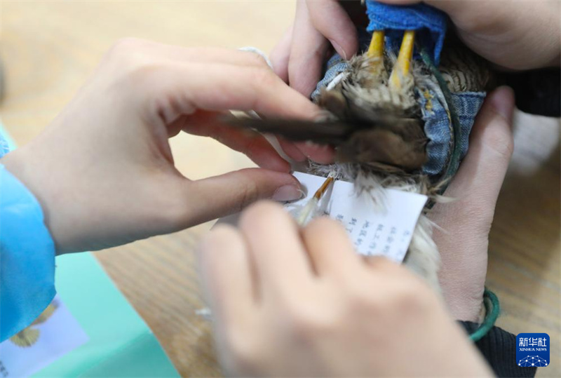 Реабилитолог хищных птиц о своей работе в Шэньяне