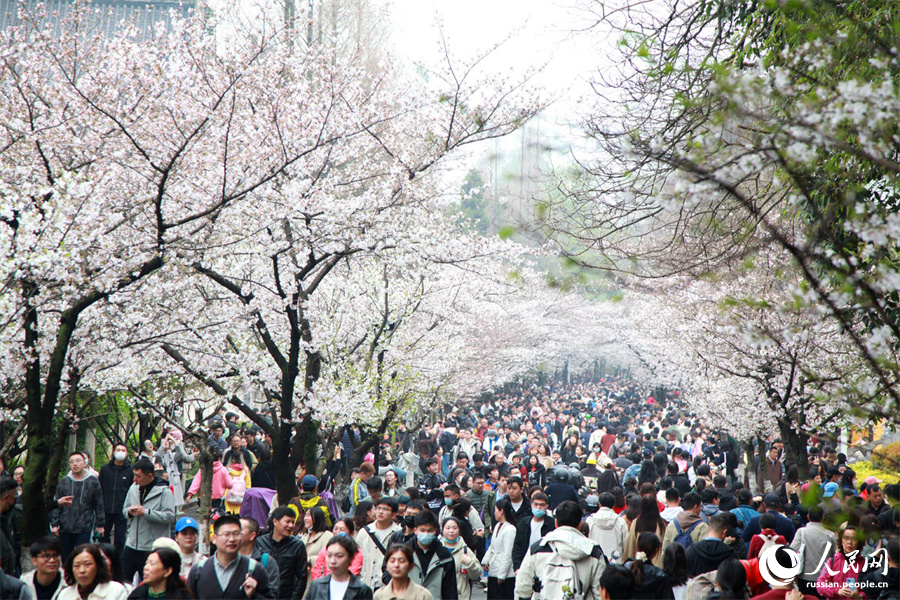 Туристы приезжают в Нанкин на цветущую сакуру