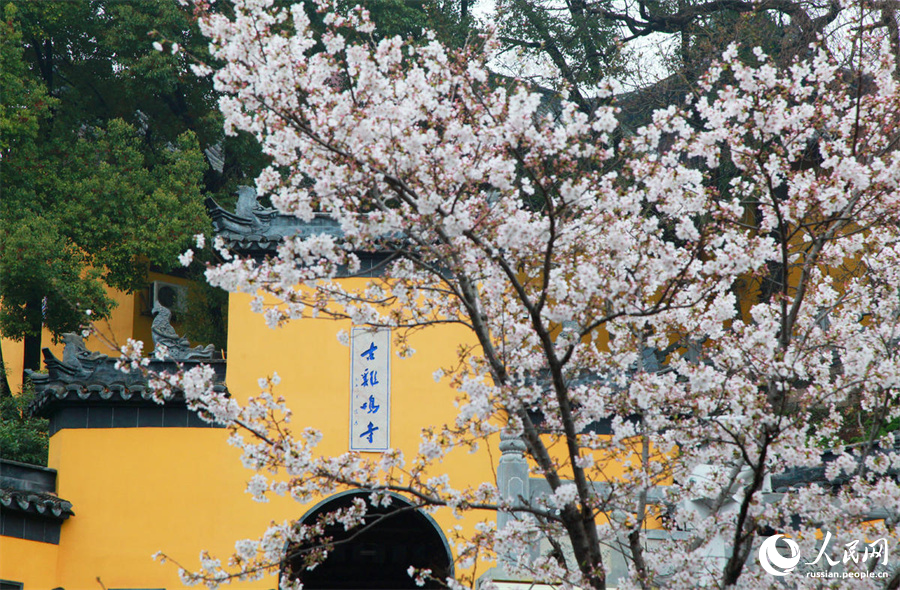 Туристы приезжают в Нанкин на цветущую сакуру