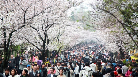 Туристы приезжают в Нанкин на цветущую сакуру