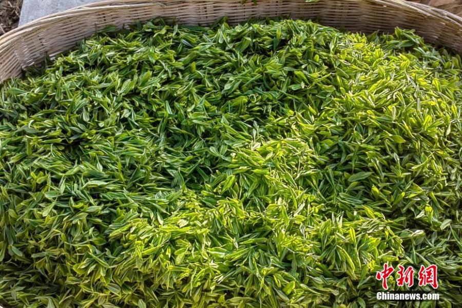 В сицзанском уезде Медог приступили к сбору весеннего урожая чая