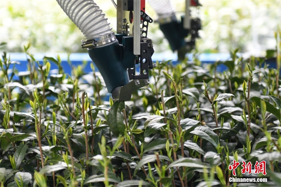 В Ханчжоу оснащенные ИИ машины собирают урожай чая Лунцзин