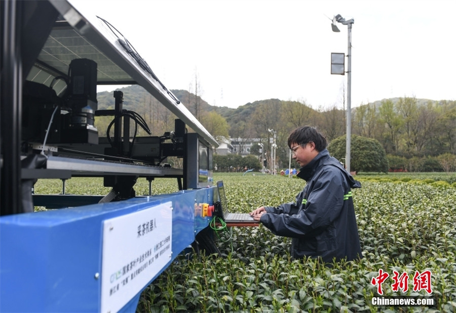 В Ханчжоу оснащенные ИИ машины собирают урожай чая Лунцзин