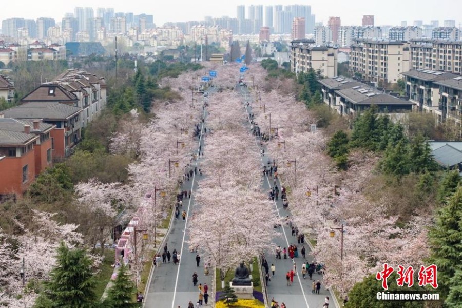 “Аллея сакур” в Янчжоу - магнит для туристов весной