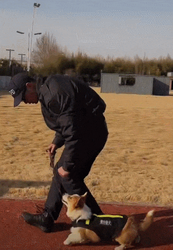  В Китае представлена первая в стране «резервная» полицейская собака породы корги 