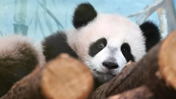 Московский зоопарк: панда Катюша уедет в Китай в четыре года