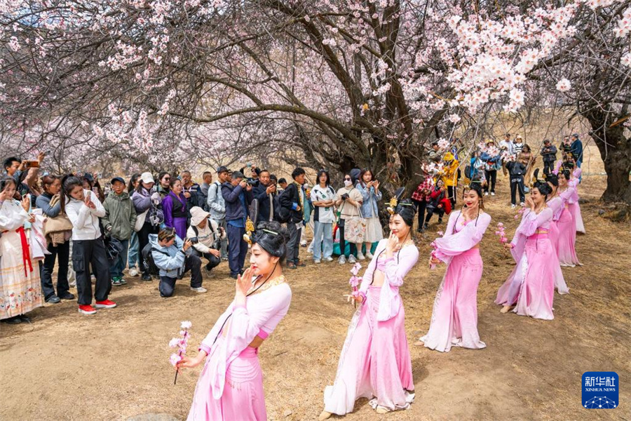 Фестиваль любования цветами персика прошел в Сицзане