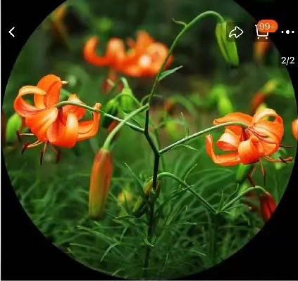 На китайском маркетплейсе начались продажи цветов из космических семян