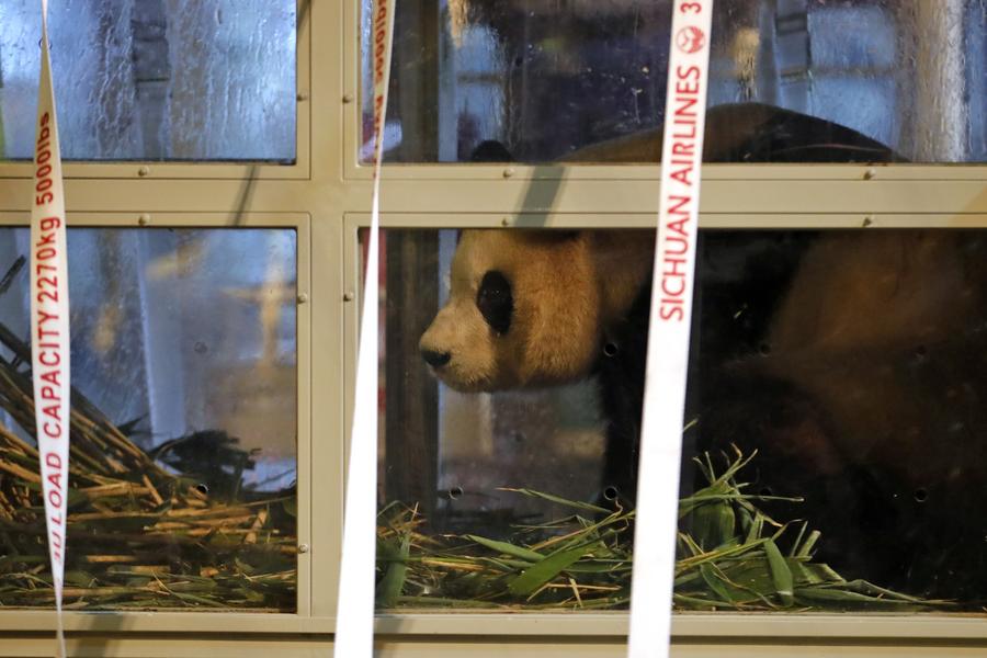 Родившаяся в РК большая панда по кличке Фу Бао вернулась в Китай
