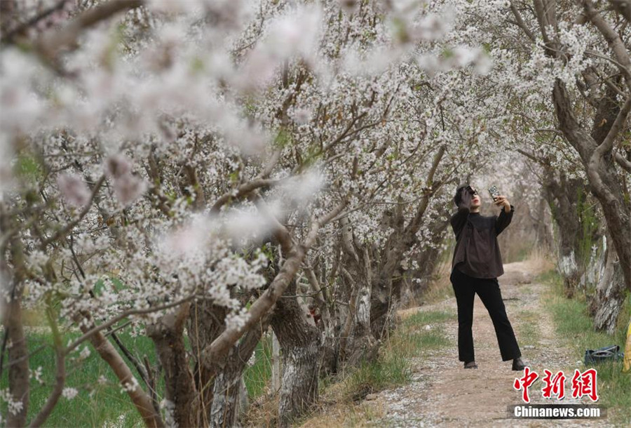 Туристы наслаждаются «весенним морем цветов» в Кашгаре
