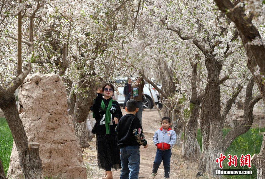Туристы наслаждаются «весенним морем цветов» в Кашгаре