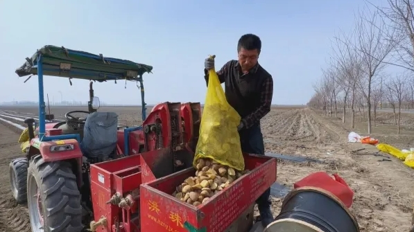 В уезде Манас СУАР осуществляется полностью механизированное выращивание картофеля
