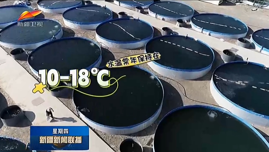  «Китайский полюс жары» начал заниматься аквакультурой лососевых 