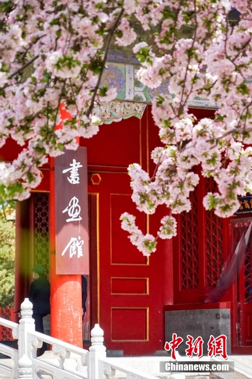 Весеннее цветение китайской яблони в Запретном городе