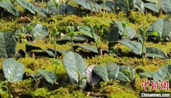 На чайной плантации Шицянь в Гуйчжоу осуществляют цифровые технологии