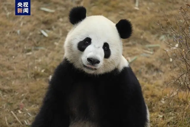 На фото: большая панда Цзинь Си