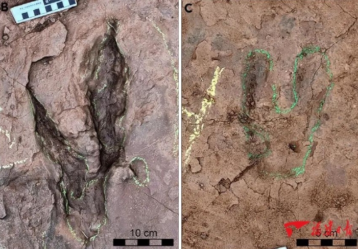 На востоке Китая обнаружены окаменелые следы крупнейшего в мире дейнонихозавра