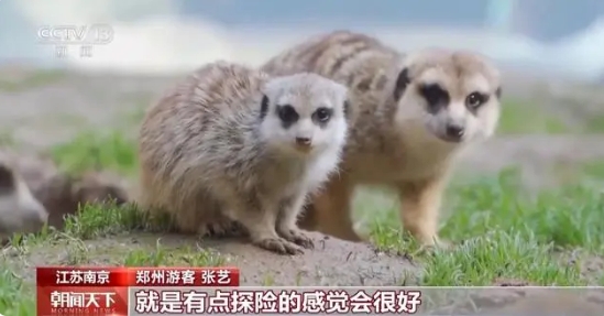 Посещение зоопарков – новый тренд среди китайской молодежи