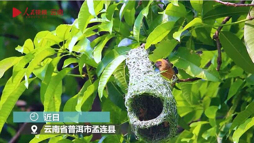 Ткачи-байя строят гнезда в Юньнане