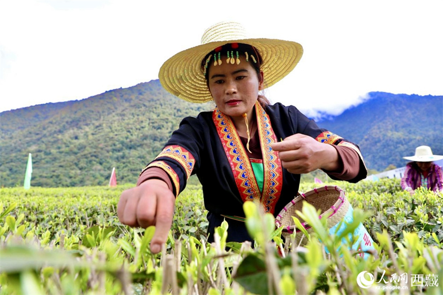 Развитие чайной промышленности увеличивает доходы аграриев Сицзана