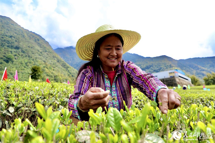 Развитие чайной промышленности увеличивает доходы аграриев Сицзана