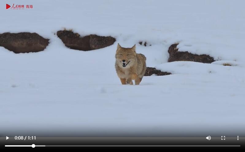 В Цинхае засняли на видео бегающую вприпрыжку очаровательную тибетскую лисицу