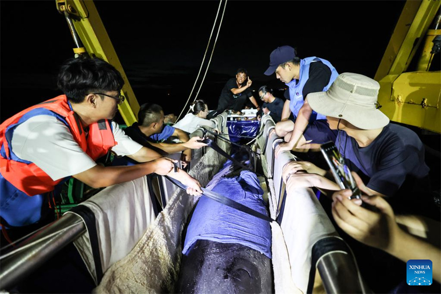 В КНР зафиксировали первый случай успешного лечения черного дельфина и выпуска его в море