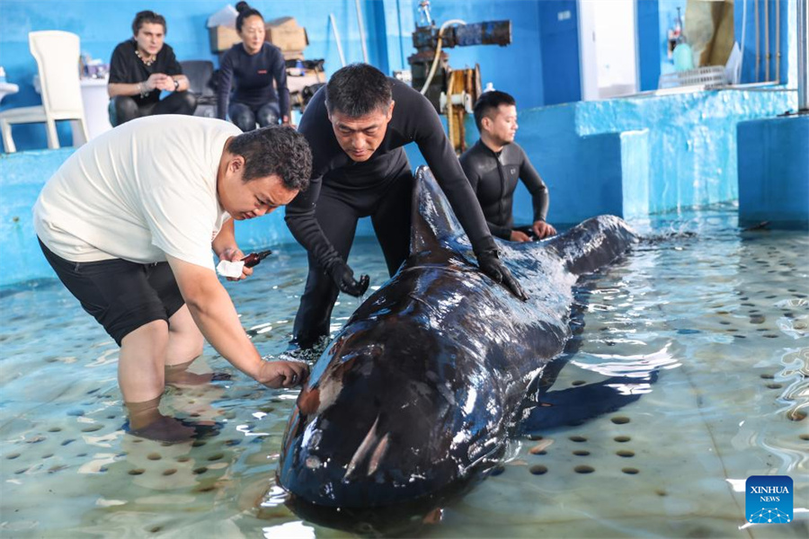 В КНР зафиксировали первый случай успешного лечения черного дельфина и выпуска его в море