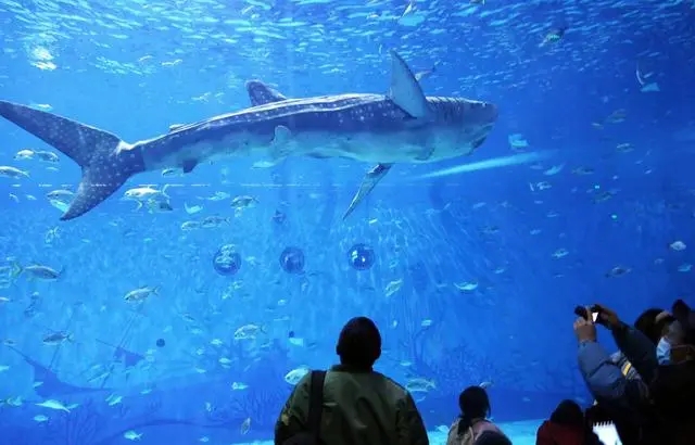 В Китае разработали бионическую китовую акулу-робота