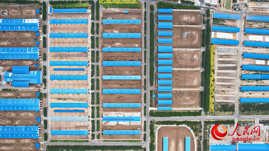 В Синьцзяне расположена крупнейшая в Северо-Западном Китае ферма по разведению мясного КРС
