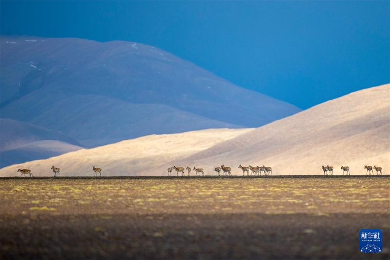 В Сицзане начался сезон отела тибетских антилоп