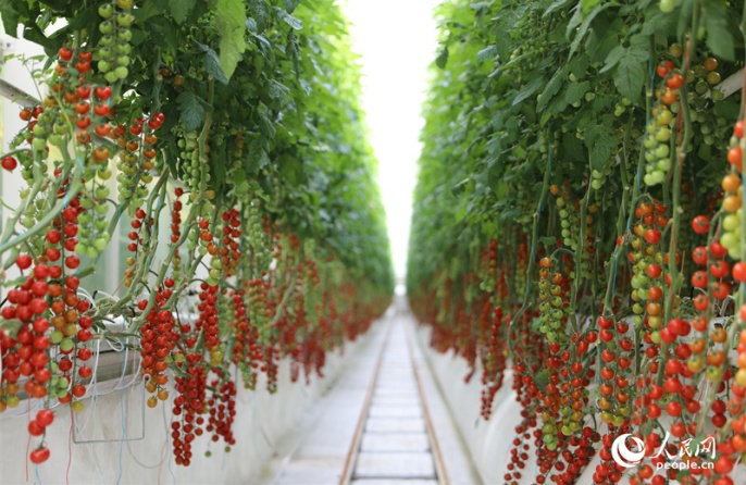 В «умной» теплице на с/х базе в Синьцзяне применяют цифровые технологии для выращивания помидоров