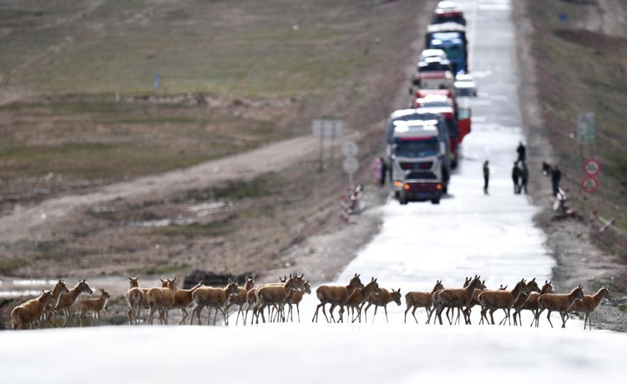 На Цинхай-Тибетском нагорье обеспечивают свободную миграцию тибетских антилоп